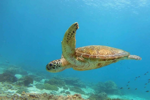 Muscat: snorkelen op de Daymaniat-eilanden met lunch en verfrissing