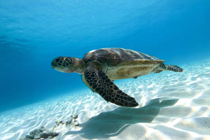 Muscat: avventura di snorkeling alle isole Daymaniyat