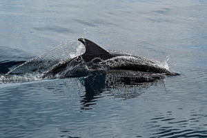 Mascate: avistamiento de delfines y tour en barco por la costa histórica
