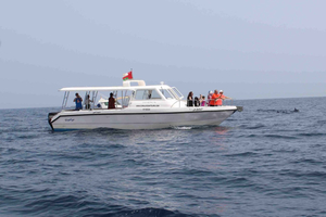 Muscat: Dolfijnen kijken en snorkelen per speedboot