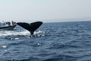 Muscat Dolphin Watching with Village Cruising Tour