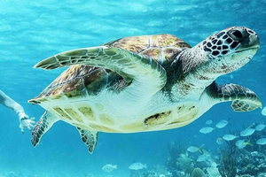 Muscat: Kayaking and Dimaniyat Islands Snorkeling Tour