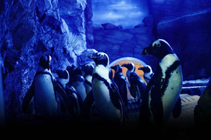 Muscat: biglietto d'ingresso all'acquario dell'Oman