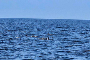 Muscat: VIP-dolfijnen spotten en snorkelen