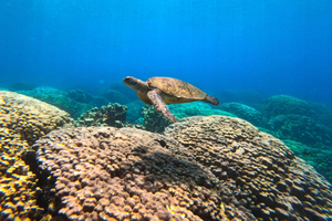 Oman: Daymaniyat Islands Snorkeling Trip