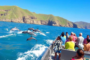 Salalah: Delfinbeobachtungstour mit Abholung