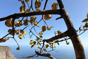 Salalah: Scenic West Coast Cliffs & Shaat Viewpoint