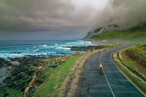 Salalah: Wadi Darbat, Jabal Samhan & Mirbat Day Tour