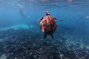 Snorkla vid Dimaniyatöarna från Muskat