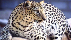 The Arabian Leopard in Oman