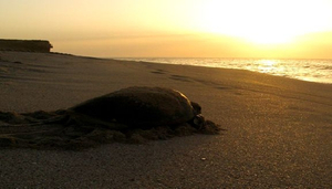 Turtle Encounters in Oman