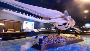 Natural History Museum