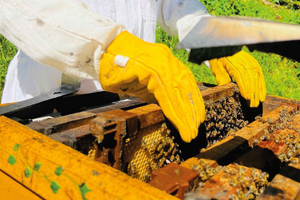 Boquete:Una aventura épica con abejas, Chiriquí