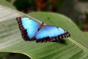 Boquete Butterfly House: Panaman suurin perhosnäyttely