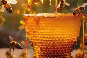 Boquete, Chiriquí: Dive into the world of honey