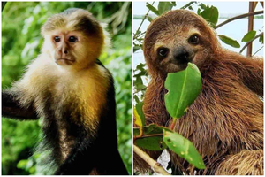 Colón: excursión a Monkey Island y al santuario de perezosos