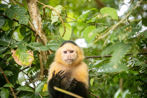 Från Panama City: Monkey Islands Tour på Gatun Lake