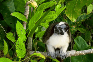 Expedición Gatún: Canal de Panamá y la biodiversidad del Lago Gatún