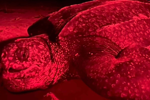 Tour per la salvaguardia delle tartarughe marine giganti a Bocas del Toro