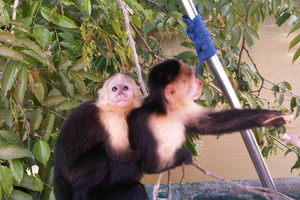 Monkey Island and Indian Village Tour