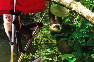 Canale di Panama: Monkey Island, safari tra i bradipi, piscina naturale ed escursione