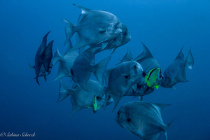 Panama Dive Center