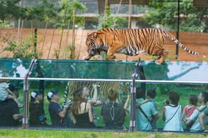 Thoiry Castle and Safari Park Private Tour