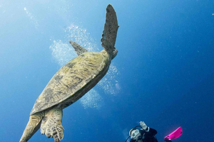 Discover Scuba Diving Experience with Instructor