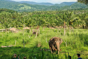 Z Pattaya: Wycieczka 1-dniowa do Living Green Elephant Sanctuary
