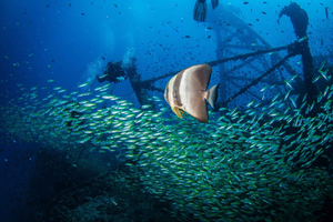 Pattaya: 3-Day Open Water Scuba Diving Certification