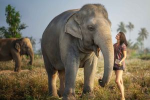 Pattaya: Elephant Jungle Sanctuary Feeding Experience