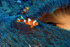 Pattaya: Snorkeling and Scuba Diving (For First Timer)