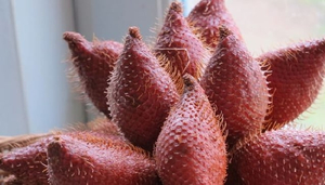Strange Fruits of Thailand