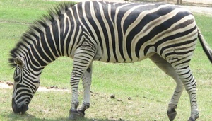 Khao Kheow Open Zoo