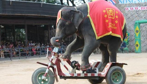 Nong Nooch Paradise Pattaya