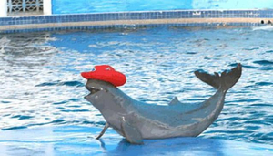 Oasis Sea World