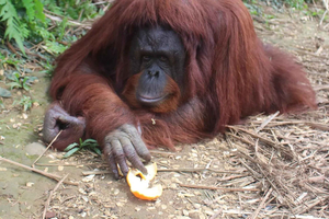 Bukit Merah, Wyspa Orangutanów i wycieczka po George Town