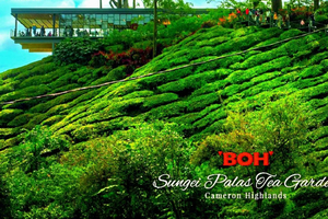 Cameron Highlands: tour di 1 giorno