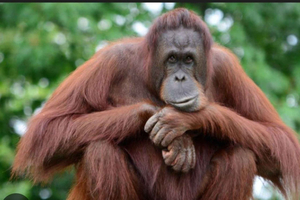 Desde tour por el santuario de orangutanes de Bukit Merah y paseo en barco…