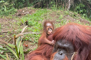 santuario de orangutanes y tour privado por George Town