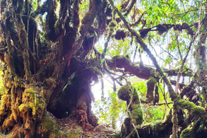 Prywatna wycieczka z przewodnikiem po Mossy Forest i transport w Malezji