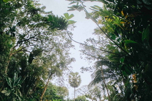 toegangsbewijs voor Tropical Spice Garden met audiogids