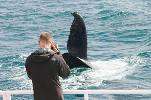 Augusta: Whale Watching Tour