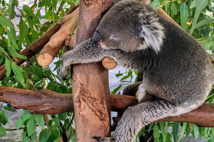 Excursão ao Caversham Wildlife Park e ao Swan Valley