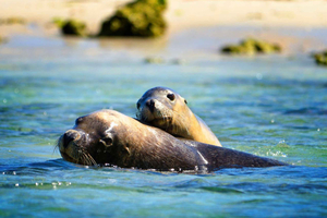 Passeio de Barco com Golfinhos, Focas e Vida Selvagem