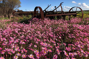 Ab Perth: Ganztägige Wildblumen-Entdeckungstour