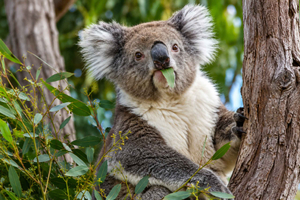 Ab Koala, Lancelin & Pinnacles-Wüste – Tagestour
