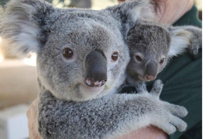 Perth Hills, Wildpark & historische Pub-Tour