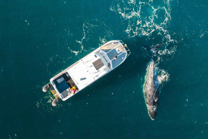 Shark Bay: Passeio panorâmico de observação de baleias e vida marinha
