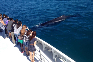 Hvalsafari fra Hillarys Boat Harbour